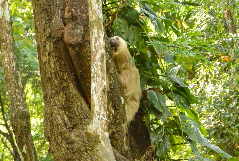 Sloth in Parque Metropolitano Panama City