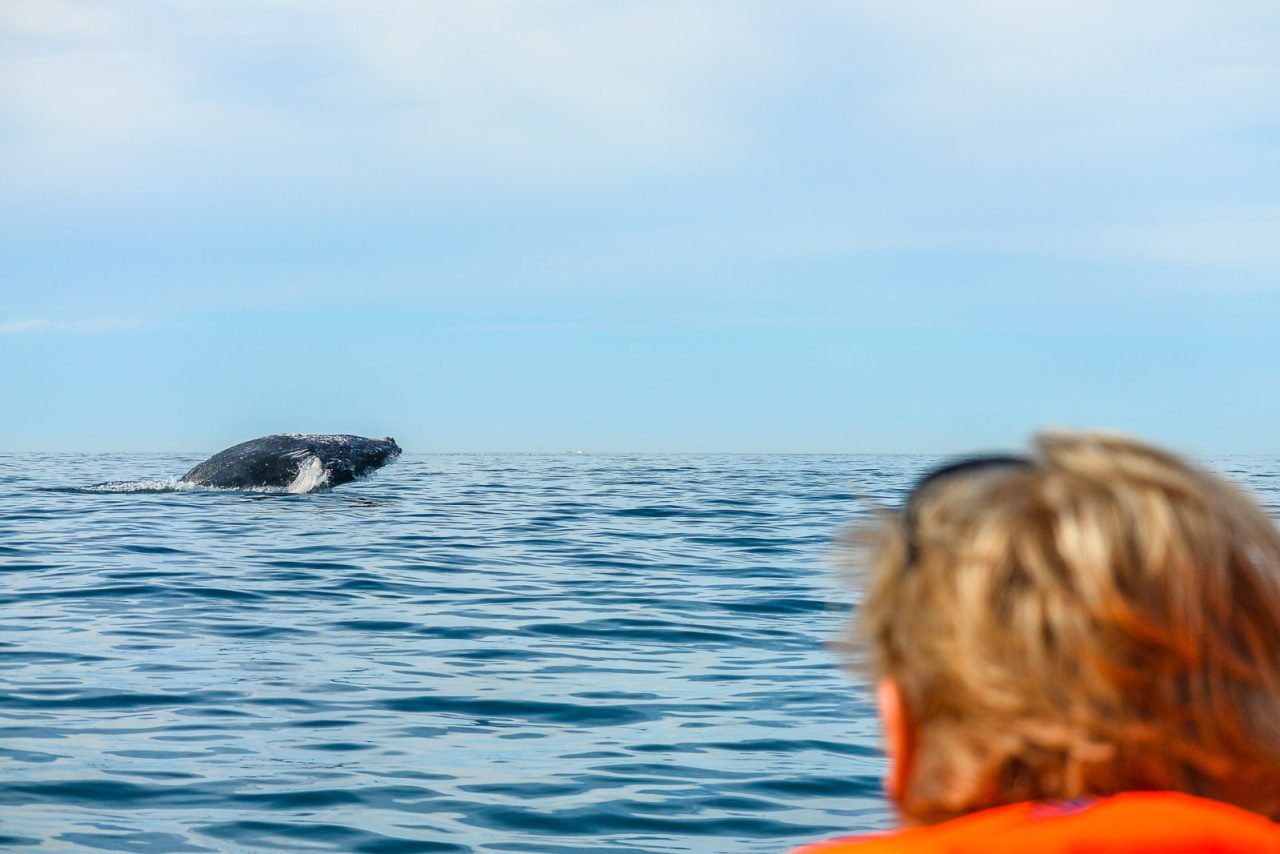 Whale watching in Cabo San Lucas